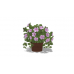 Potted Plant, Madagascar Periwinkle